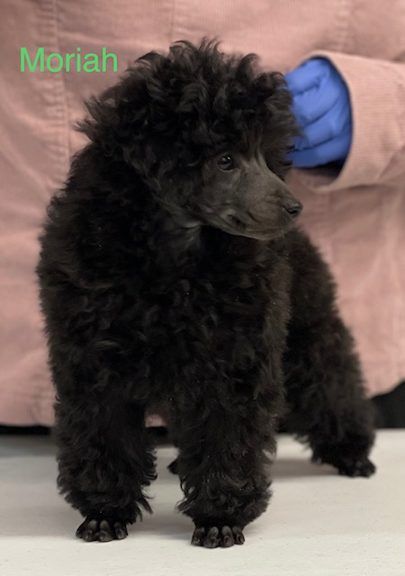 Poodle Puppies in Alabama, Abounding Poodles AKC Champion Toy Poodles ...