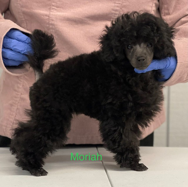 Poodle Puppies In Alabama, Abounding Poodles Akc Champion Toy Poodles 