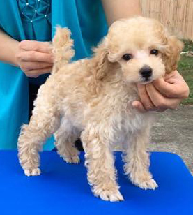 Poodle Puppies in Alabama, Abounding Poodles AKC Champion Toy Poodles ...